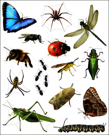 Photo Stickers of Insects