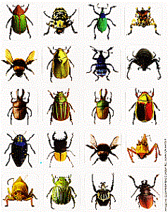 Realistic Insect Stickers